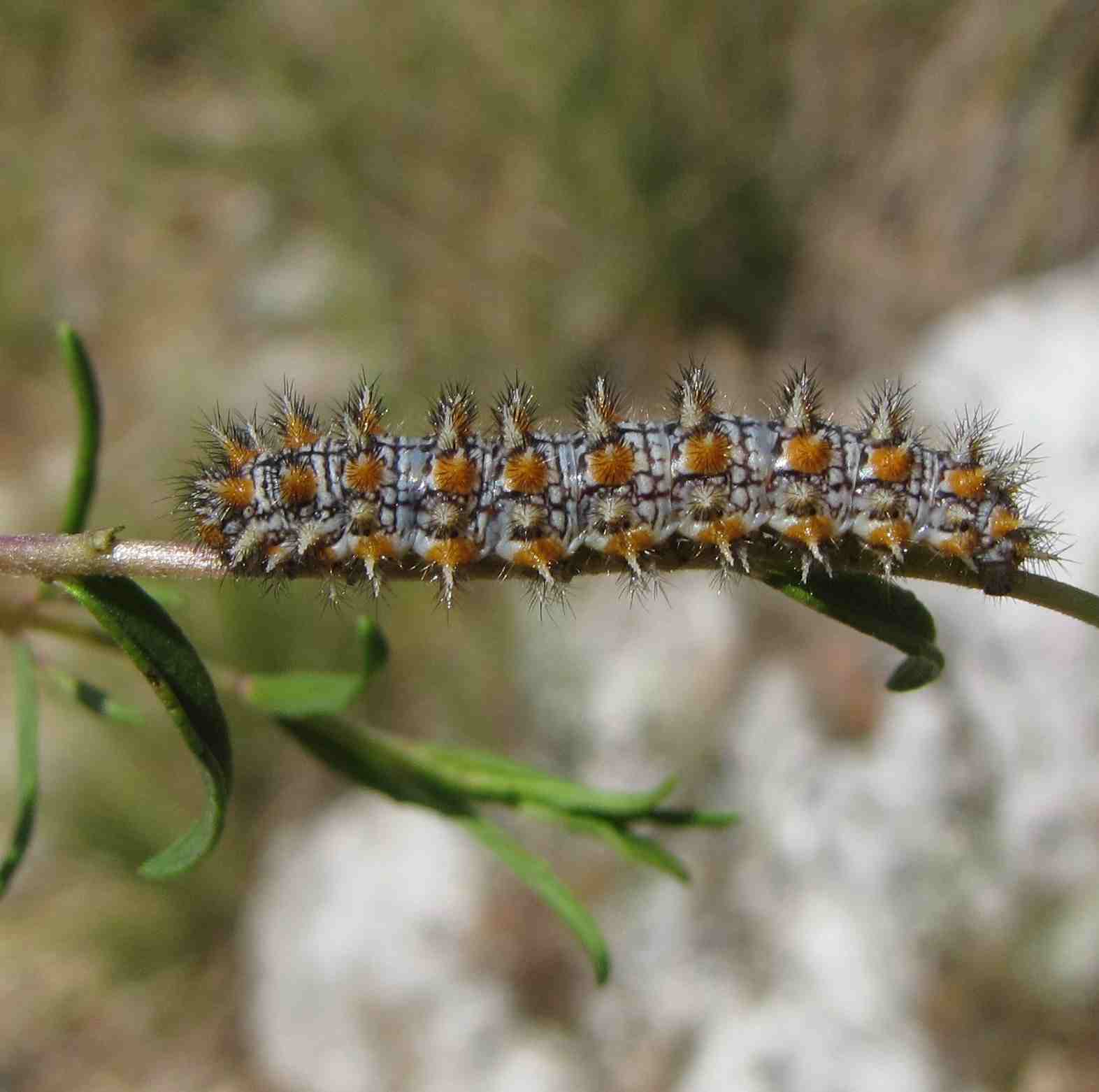 bruco ciociaro - Melitaea didyma